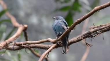 Karda oynarken kanguru