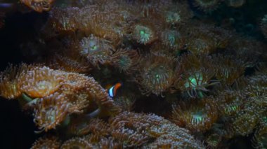 palyaço balığı anemon üzerinde