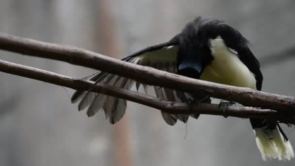 Kékvarjú - cyanocorax chrysops — Stock videók