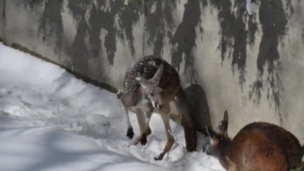 Känguru spielt im Schnee — Stockvideo