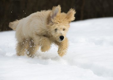 Karda köpek yavrusu