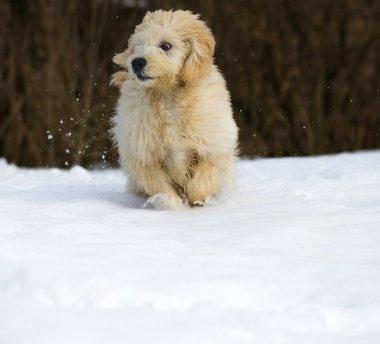 Karda köpek yavrusu