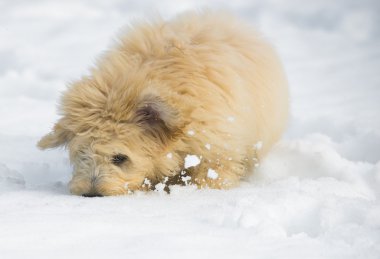 Puppy in the snow clipart