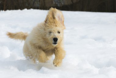 Karda köpek yavrusu