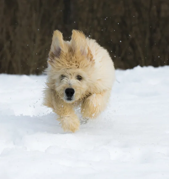 Puppy in the snow — Stock Photo, Image