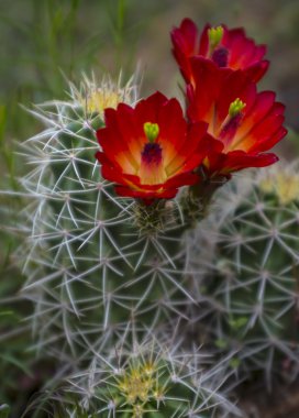 Mojave Höyük kaktüs - echinocereus triglochidiatus