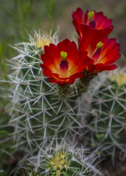 Mojave курган кактус - Ехіноцереус triglochidiatus — стокове фото