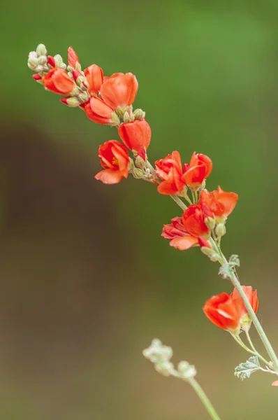 橘黄色的球体花朵 — 图库照片