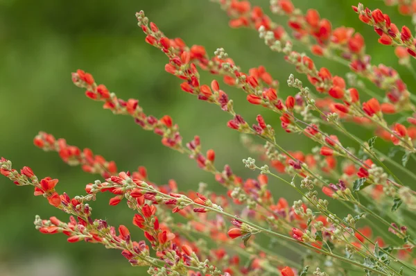 橘黄色的球体花朵 — 图库照片