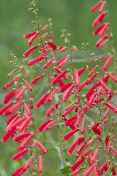 犹他州 penstemon-utahensin — 图库照片