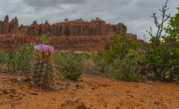 Cactus de cola de zorro en Tower Arch Trail — Foto de Stock