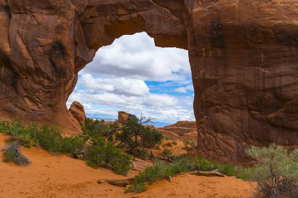 Pine Tree Arch — Stock Photo, Image