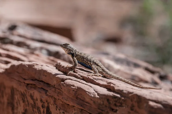 Small lizard on the slickrock in the canyon looking away from th — Stock Photo, Image