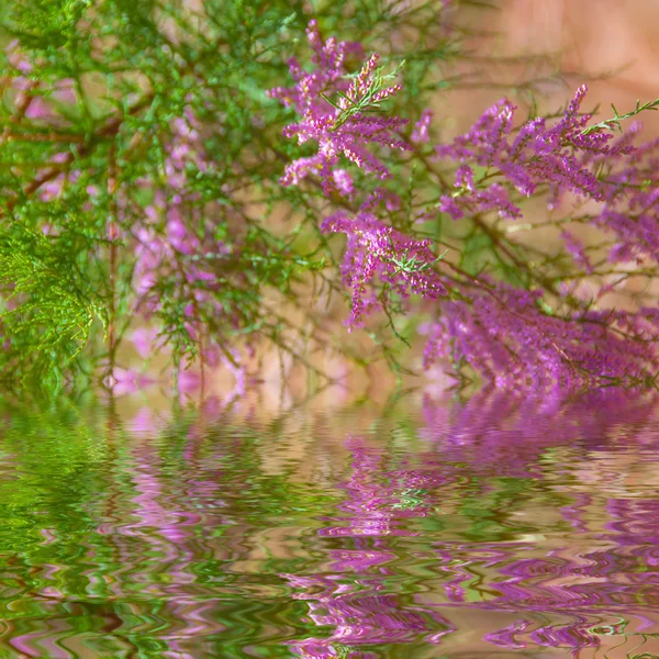粉红色的绿色花朵倒映在平静的水面 — 图库照片