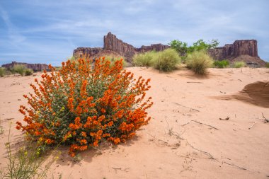 yol moab utah çöl çiçekleri ve karınca hills yakınlarında beyaz jant