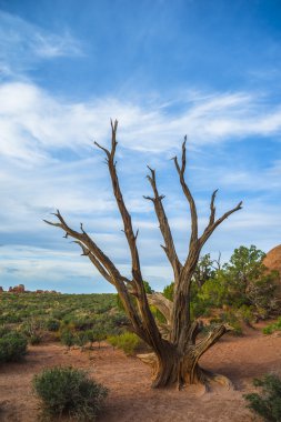 Kumul üzerinde ölü ağaç kemer iz