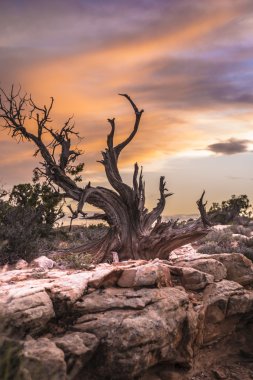 günbatımı gökyüzü karşı tek ağaç arches Ulusal Parkı