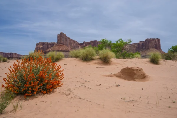 Wüstenblumen und Ameisenhügel in der Nähe der weißen Randstraße Moab utah — Stockfoto