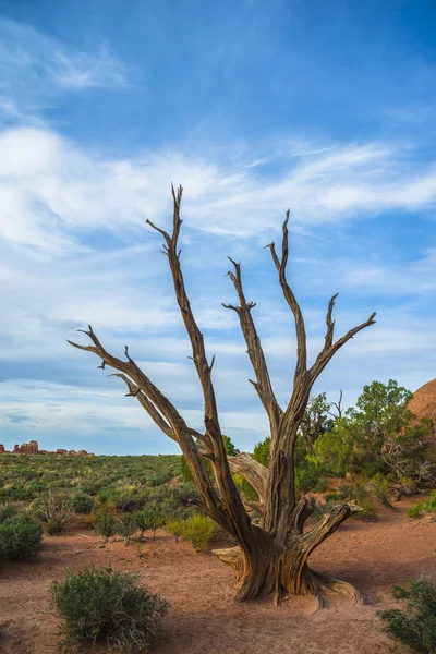 Πεθαμένο δέντρο στην άμμο αμμολόφων αψίδα μονοπάτι — Φωτογραφία Αρχείου