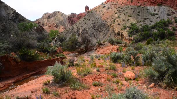 Cebula potoku moab utah — Wideo stockowe