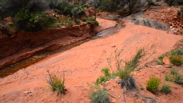 Cebolla creek moab utah — Vídeo de stock