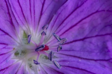 kan kırmızı Sardunya 