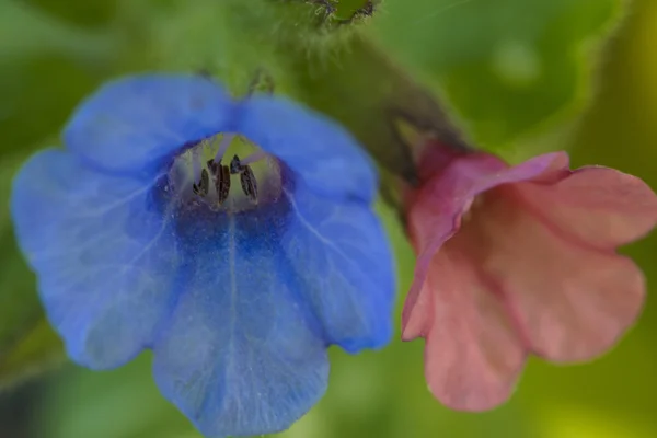 Pulmonaria lungwort Flores fundo — Fotografia de Stock