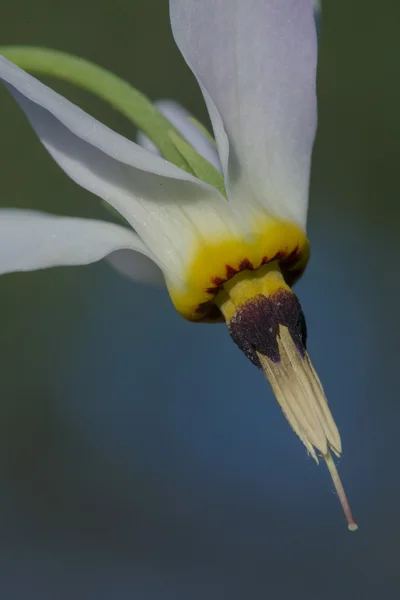 Bellissimo fiore sfondo astratto — Foto Stock