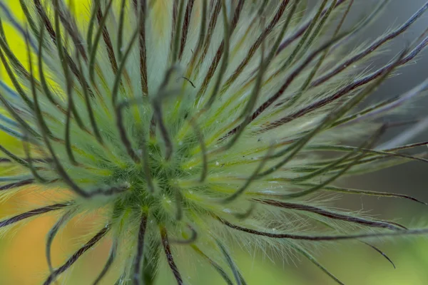 Schöne Blume abstrakten Hintergrund — Stockfoto