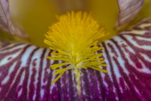 Irisblüte extreme Nahaufnahme — Stockfoto