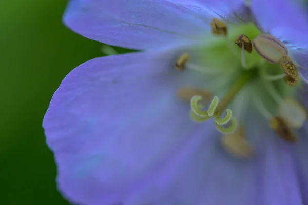 Schöne Blume abstrakten Hintergrund — Stockfoto