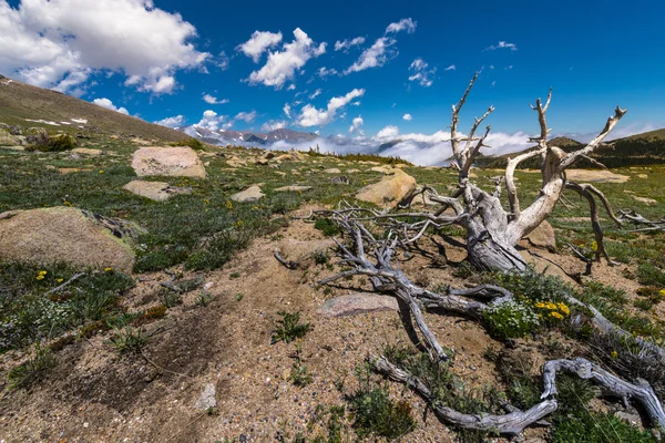 Colorado landschap — Stockfoto