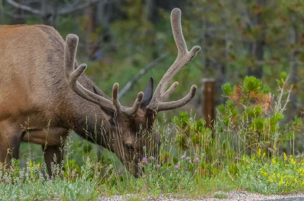 Elk near the road — Stock Photo, Image