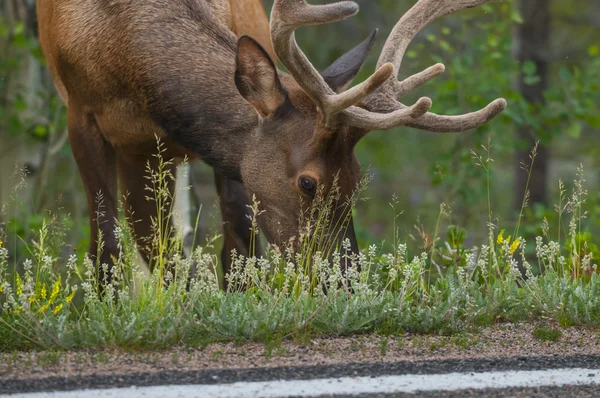 Elk near the road — Stock Photo, Image