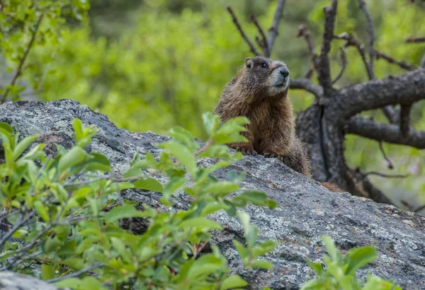 Marmotta curiosa — Foto Stock