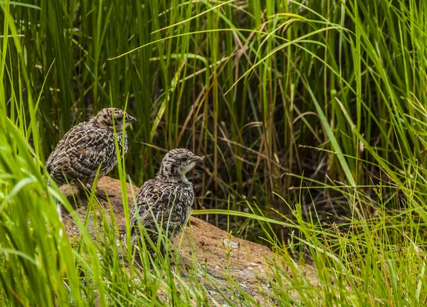 Rock Ptarmigan Chicks — Stock Photo, Image