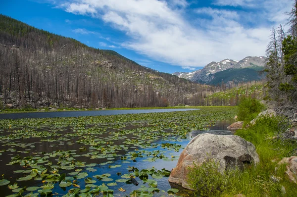 Lago filhote — Fotografia de Stock