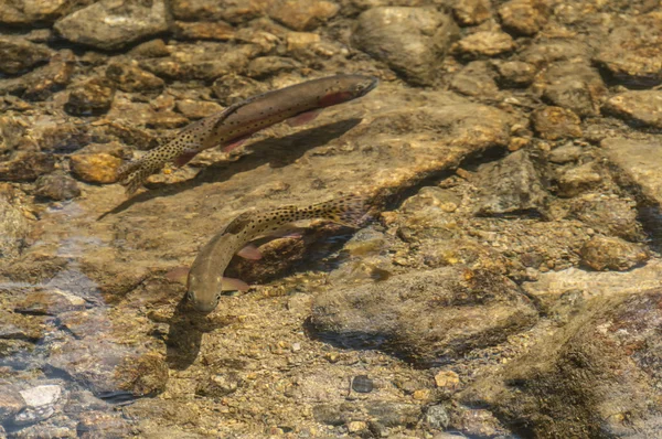 鳟鱼鱼在清除当中湖在落基山国家公园 — 图库照片
