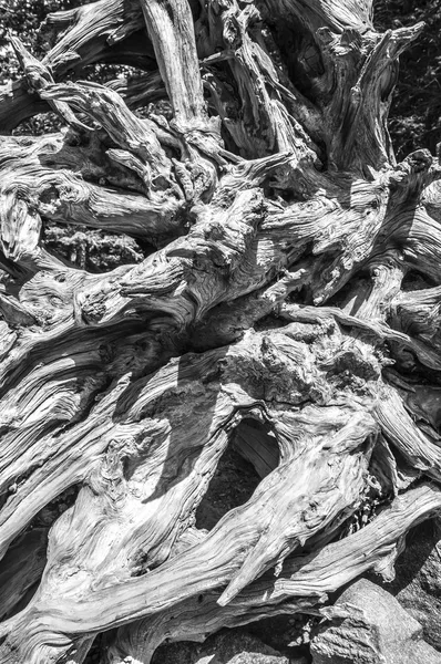 Tree roots pattern — Stock Photo, Image