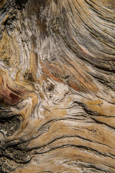 Trädet ringar mönster makro — Stockfoto