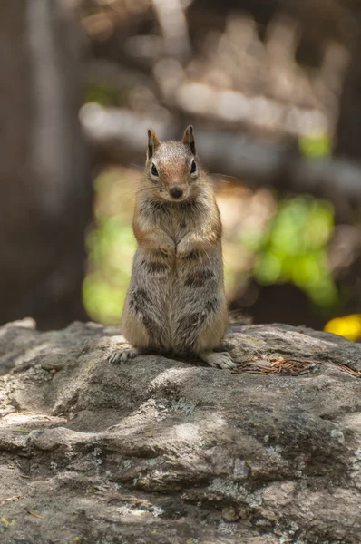 Chipmunk — Stock Photo, Image