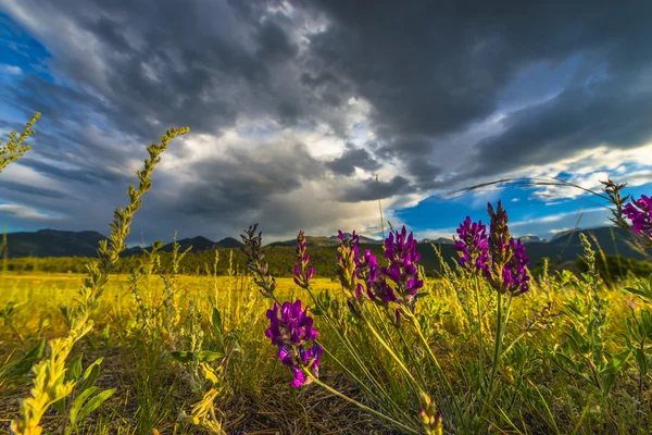 Indian paintbrush bloemen colorado landschap — Stockfoto