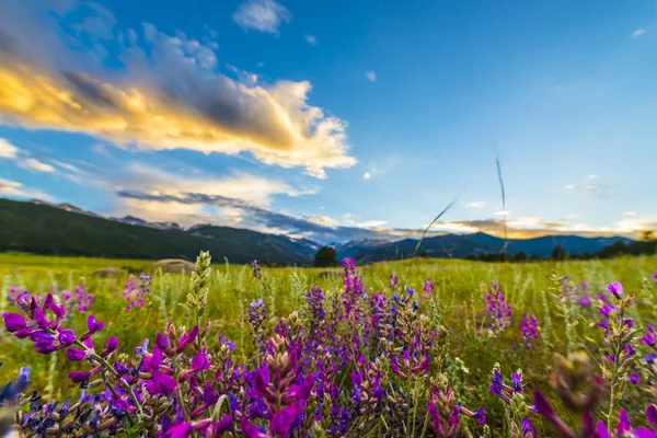 Indian paintbrush bloemen colorado landschap — Stockfoto