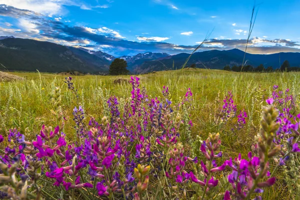 Indian Paintbrush flores Colorado Paisagem — Fotografia de Stock