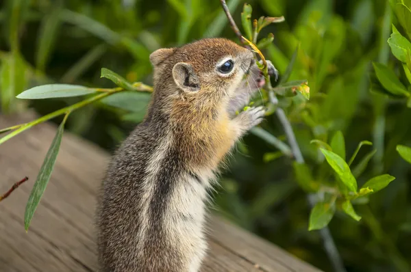 Carino il piccolo Chipmunk — Foto Stock