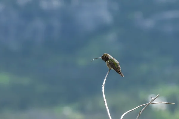 Colibrí de cola ancha sobresaliendo su toungue — Foto de Stock