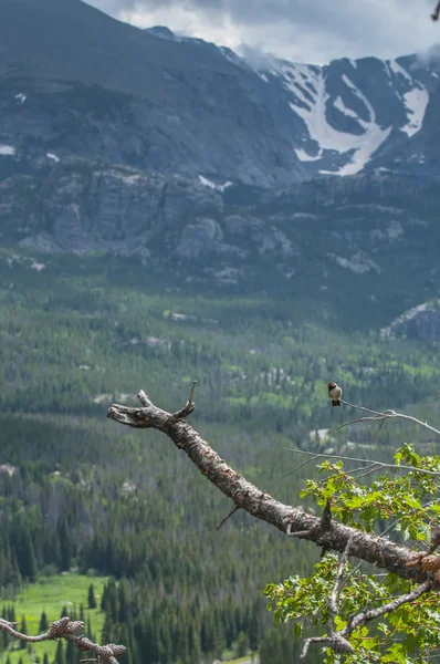 広尾山と松の枝の上に座ってハチドリ — ストック写真