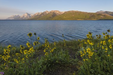 Jackson Gölü Wyoming