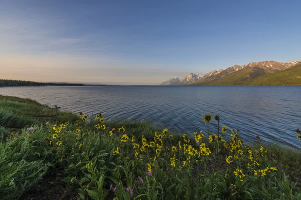Jackson lake Wyoming — Zdjęcie stockowe