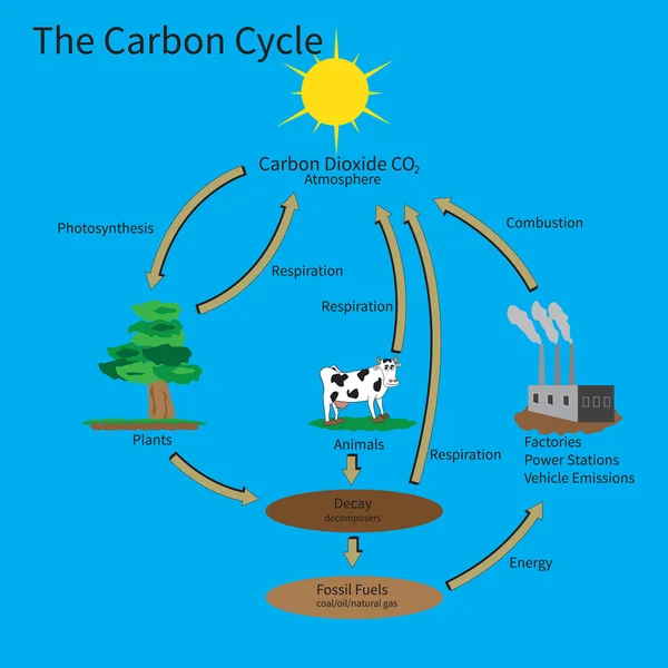 Ciclo do Carbono — Vetor de Stock